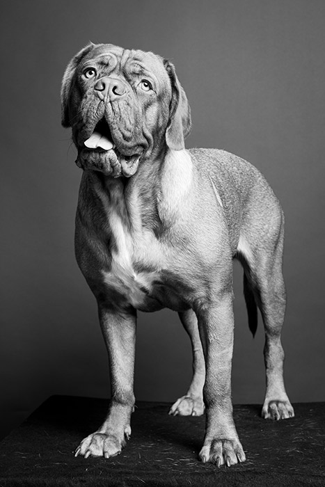 STUDIO 100 PAPATTES | photographe animaux de compagnie tarif | Photographe animalier Paris | Photographe animalier chien