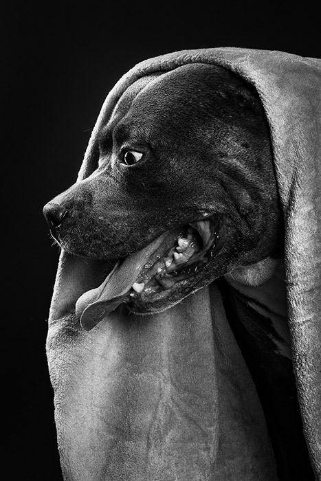 SPIKE | STUDIO 100 PAPATTES | photographe animaux de compagnie tarif | Photographe animalier Paris | Photographe animalier chien