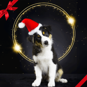 Photo spéciale Noel