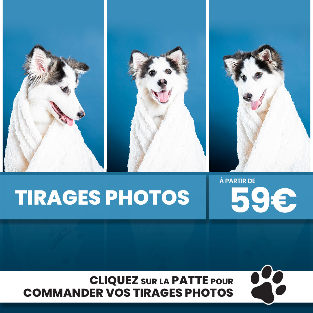 Studio Photo 100 Papattes : Tirages Photos pour votre Chien ou Chat à partir de 59€